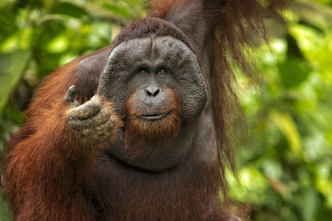 Orangutan