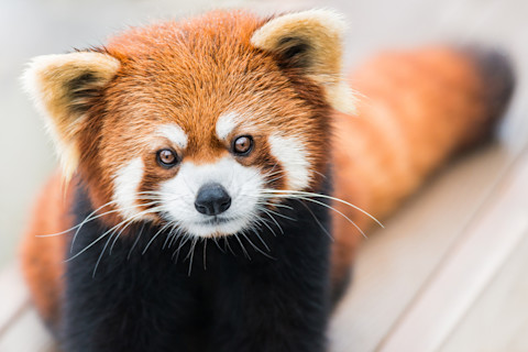 Red Panda body