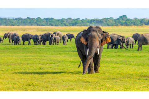 Sri Lanka Elephant