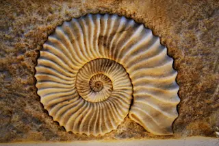 Living fossils