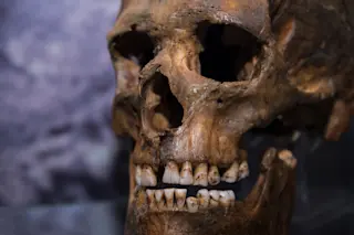 neanderthal skull
