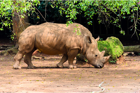 Sumatran rhino 2