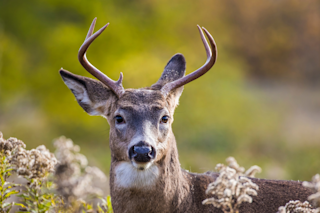 White-tailed deer
