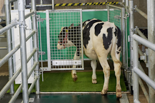 Calf using a bathroom stall