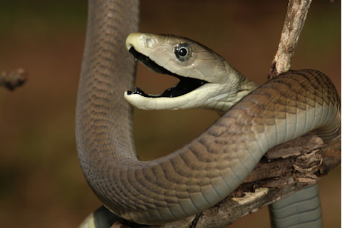Black Mamba