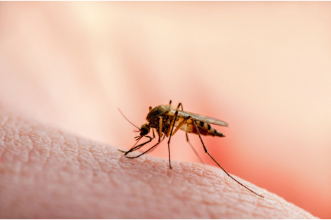 Mosquito