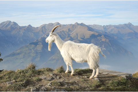 wild goat