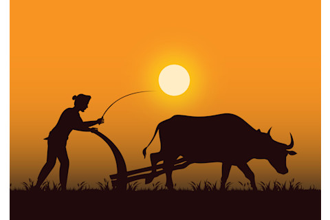 Cattle and plough