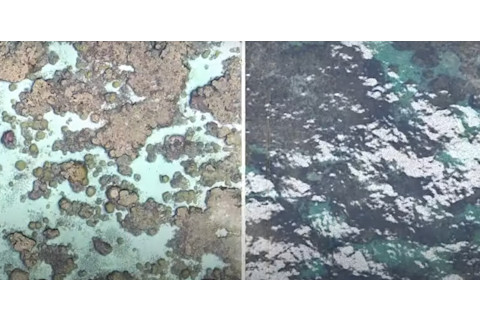 NemoNet fluid lensing - SciStarter