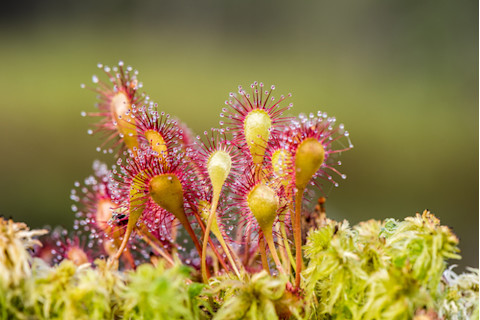 Sundew