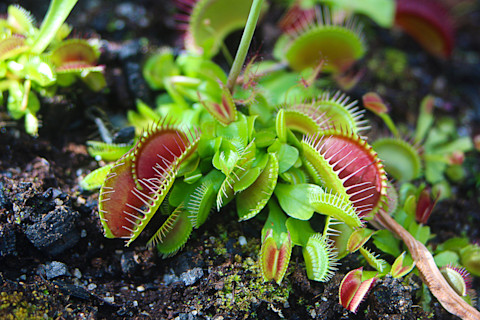 Venus flytrap