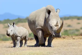 white rhino