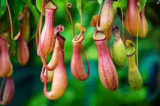 Pitcher plants