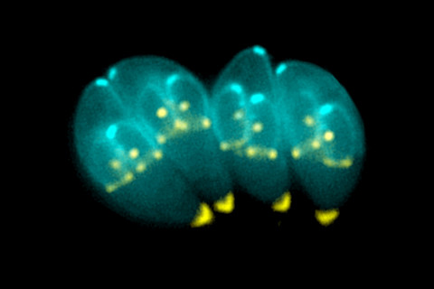Toxoplasma gondii