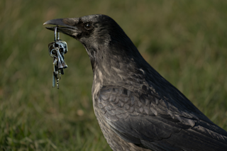 Crow
