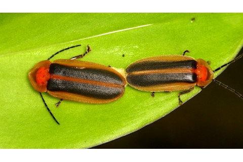 Fireflies mating