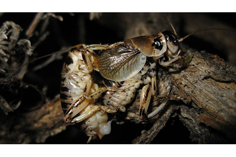 Sagebrush crickets mating
