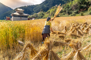 Millet farmer