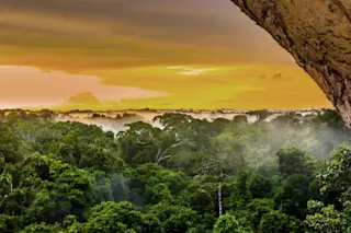 Asteroid and rainforests 