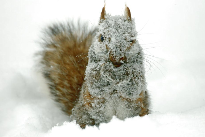 How Do Animals Survive Extreme Cold Weather: Stunning Adaptations Revealed