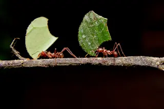 Leaf Cutter Ant