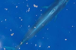 Aerial photograph of a Rice's whale