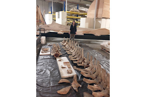 Collection of Rice's whale bones