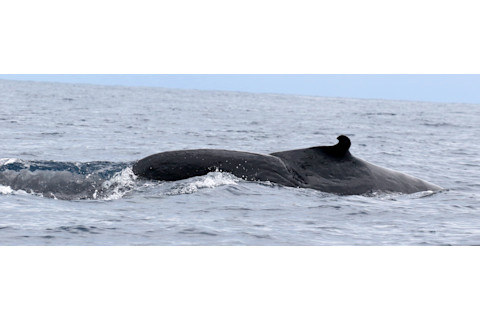 Close up of dorsal fin of a Rice's whale