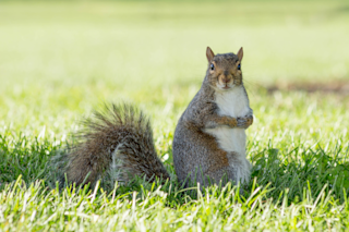 Grey squirrel
