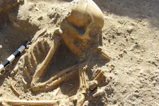 Animal Skeleton