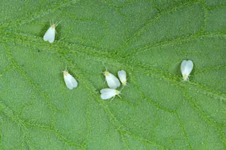 whiteflies 2