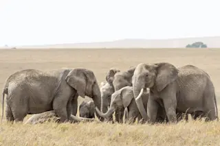 Elephants in Tanzania gather around a dead body