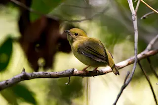 White-throated Manakin