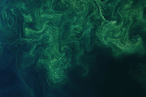 Phytoplankton Bloom
