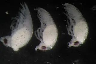 Ceratothoa oestroides