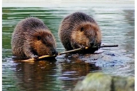 Beavers
