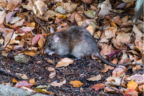 Mouse