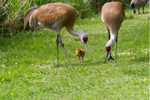 Sandhill