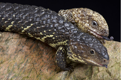 Lizard