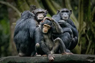 Chimpanzee