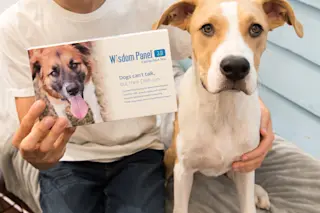 Dog DNA test