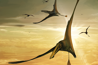 Skye Pterosaur