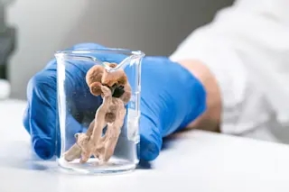 psilocybin in lab