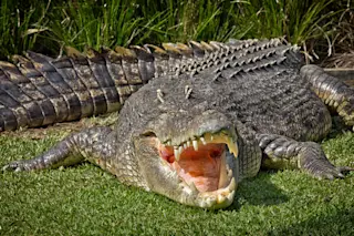 crikey 