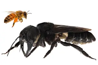 Wallace's Giant Bee
