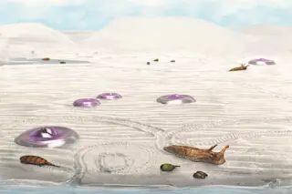 first animal life on land