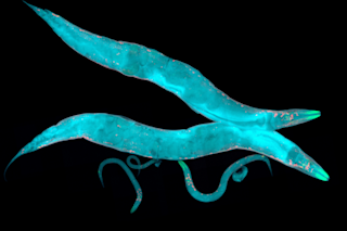Nematode