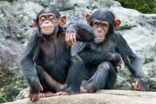 chimps