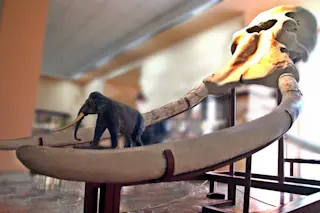 Straight-tusked elephant