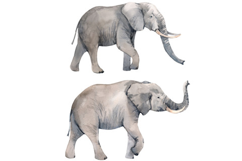 Indian elephants